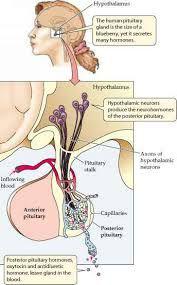 علت‌ها و دلایل بالا بودن پرولاکتین چیست؟‎ 
